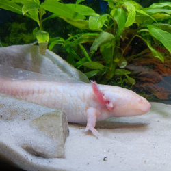 Triton