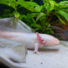 Triton