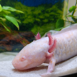 Triton