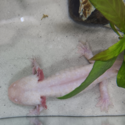 Triton