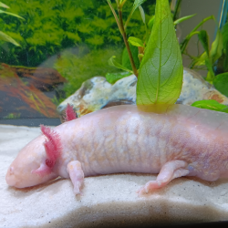 Triton
