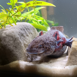 Lua