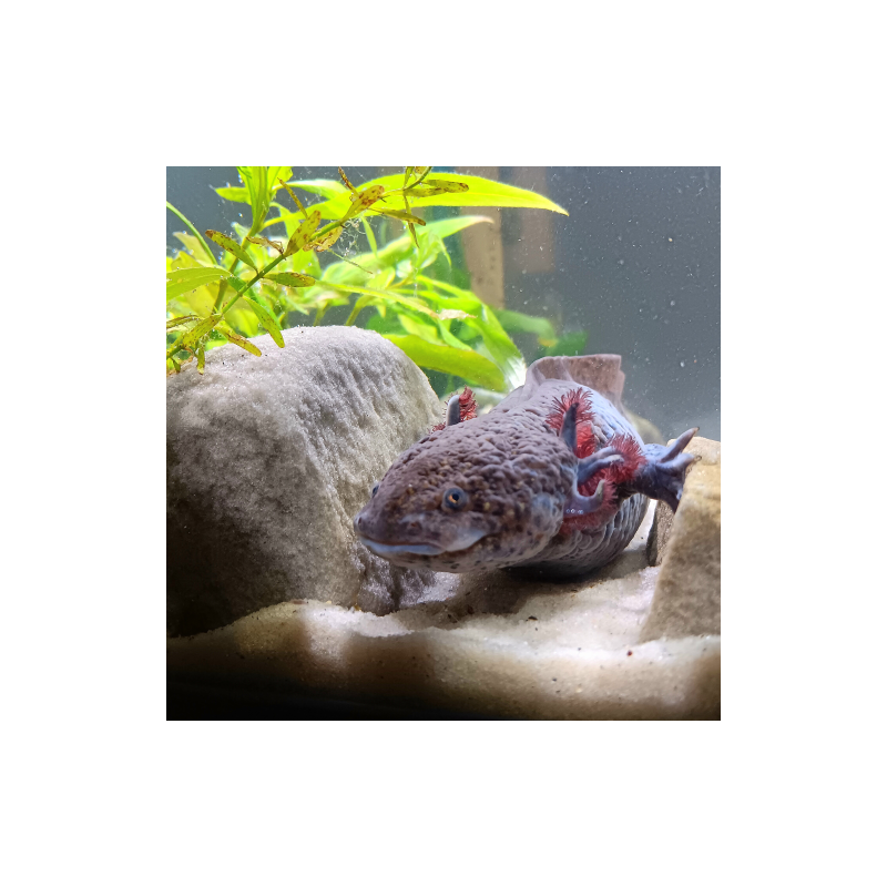 Lua