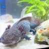 Lua