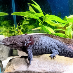 Lua