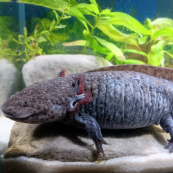 Lua