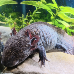 Lua