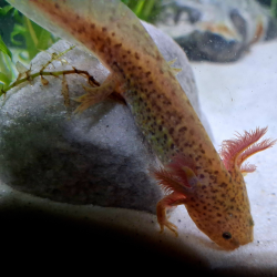 Zori (Axolotl copper - juvenile)
