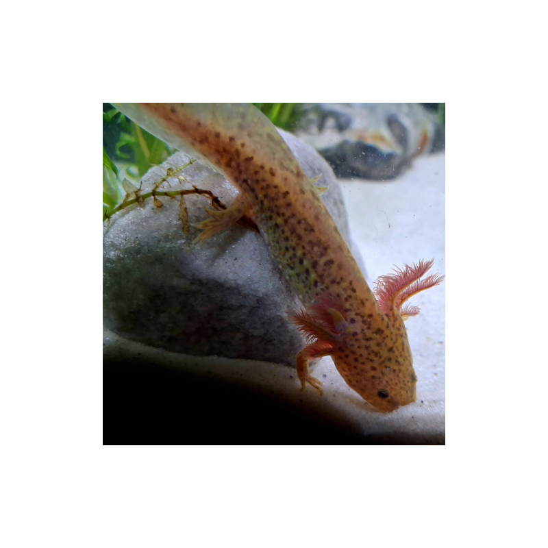 Zori (Axolotl copper - juvenile)