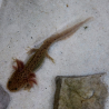 Zori (Axolotl copper - juvenile)