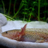 Zori (Axolotl copper - juvenile)