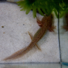 Zori (Axolotl copper - juvenile)