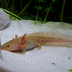 Zori (Axolotl copper - juvenile)