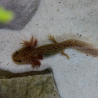 Zori (Axolotl copper - juvenile)