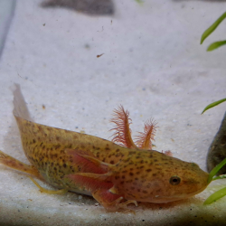 Zori (Axolotl copper - juvenile)