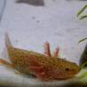 Zori (Axolotl copper - juvenile)