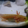 Zori (Axolotl copper - juvenile)