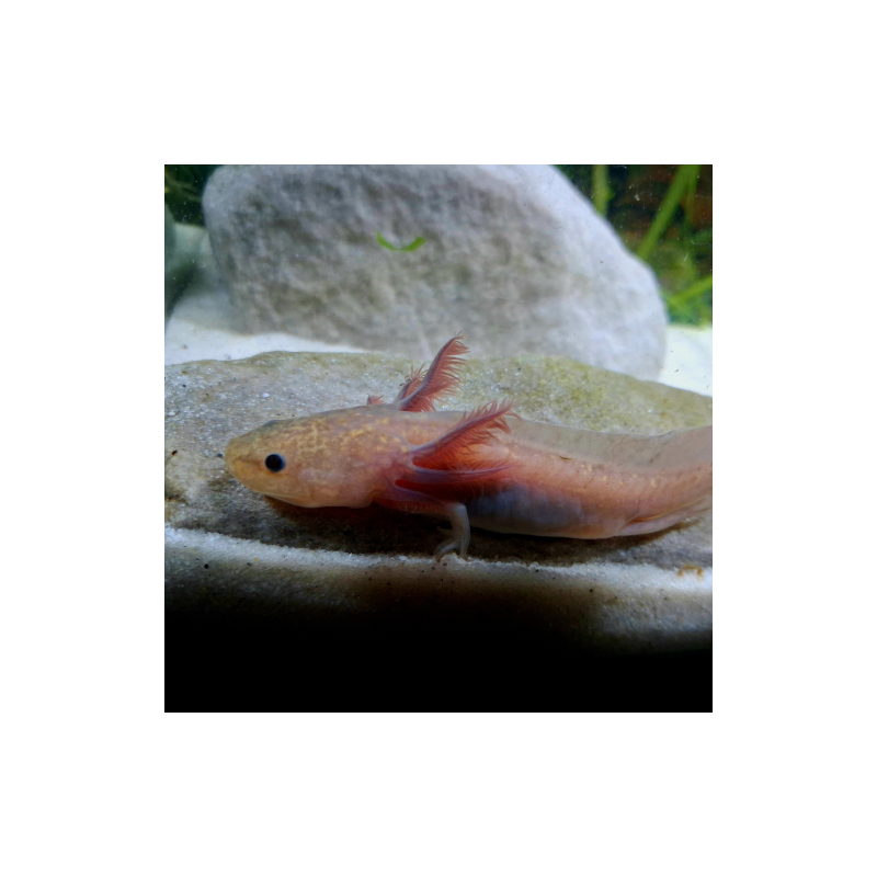 Nalo