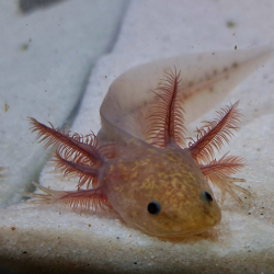 Nalo