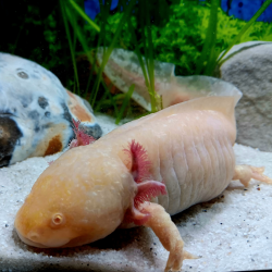 Fée - Axolotl gold