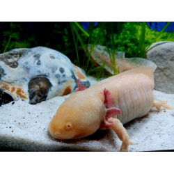 Fée - Axolotl gold