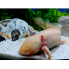 Fée - Axolotl gold