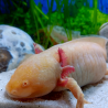 Fée - Axolotl gold