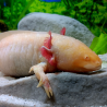 Fée - Axolotl gold