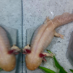 Fée - Axolotl gold
