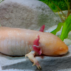 Fée - Axolotl gold