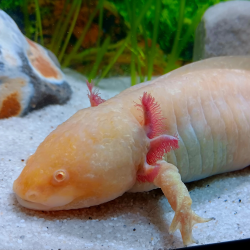 Fée - Axolotl gold