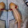 Fée - Axolotl gold