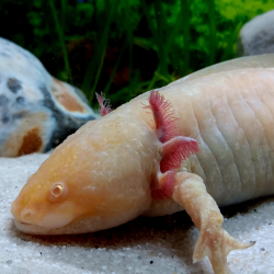 Fée - Axolotl gold