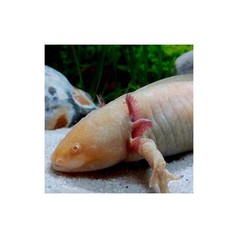 Fée - Axolotl gold