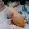 Fée - Axolotl gold