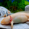 Fée - Axolotl gold