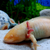 Fée - Axolotl gold
