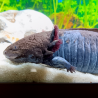 Fluffy - Axolotl sauvage