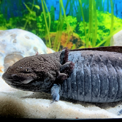 Fluffy - Axolotl sauvage