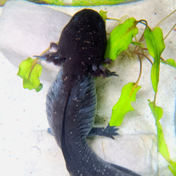Fluffy - Axolotl sauvage