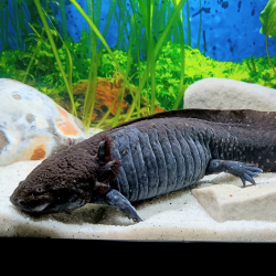 Fluffy - Axolotl sauvage