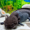 Fluffy - Axolotl sauvage