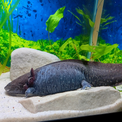 Fluffy - Axolotl sauvage