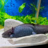 Fluffy - Axolotl sauvage