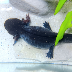 Fluffy - Axolotl sauvage