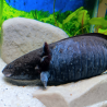 Fluffy - Axolotl sauvage