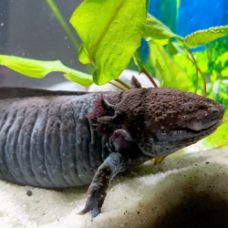 Fluffy - Axolotl sauvage