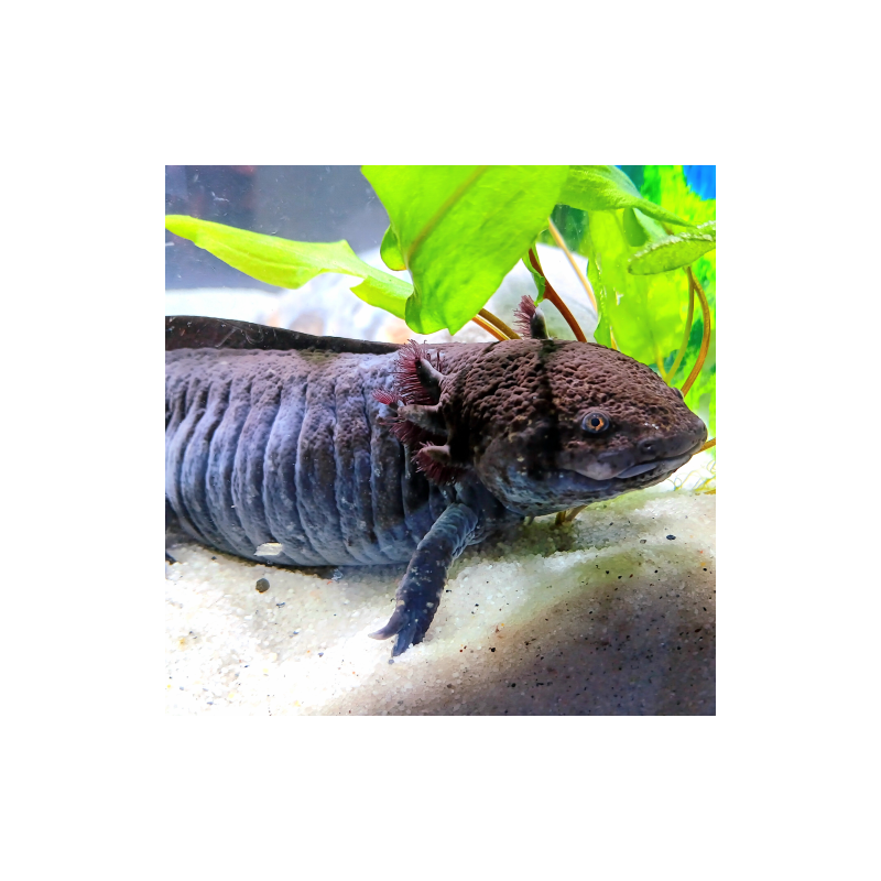Fluffy - Axolotl sauvage