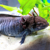 Fluffy - Axolotl sauvage