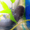 Glimmer - Axolotl sauvage mélanique